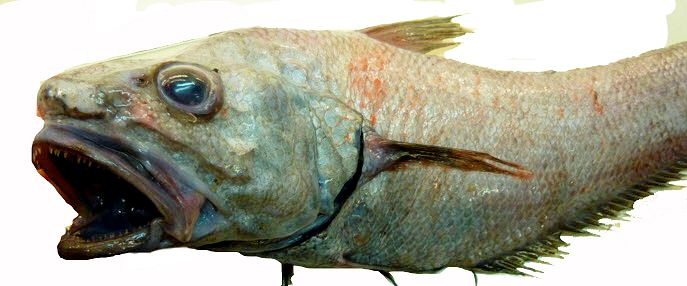 Coryphaenoides mediterraneus_002